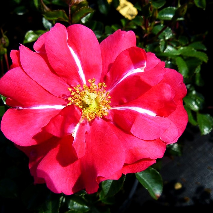 Bodendeckerrose 'Sommermärchen' (Rosa BDR III)