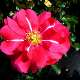 Bodendeckerrose 'Sommermärchen' (Rosa BDR III)
