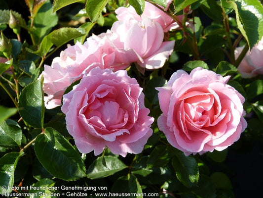 Bodendeckerrose 'Sommerwind' (Rosa  BDR III)