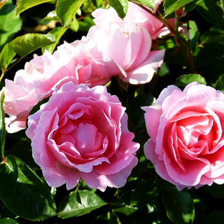 Bodendeckerrose 'Sommerwind' (Rosa BDR III)