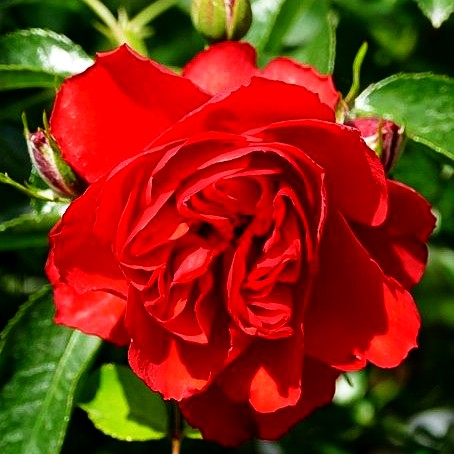 Bodendeckerrose 'Sorrento' (Rosa BDR IV)