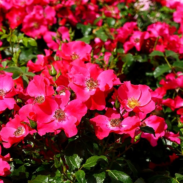 Bodendeckerrose 'Stadt Rom' -R- (Rosa BDR IV)