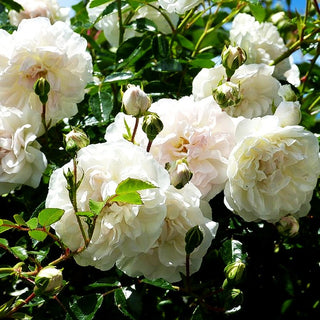 Bodendeckerrose 'Swany' (Rosa BDR III)