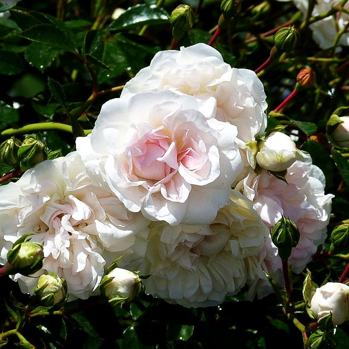 Bodendeckerrose 'Swany' (Rosa BDR III)