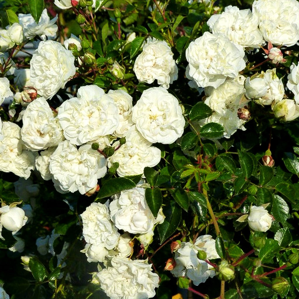 Bodendeckerrose 'Swany' (Rosa BDR III)