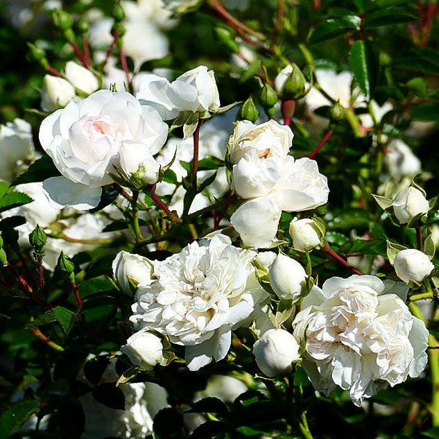 Bodendeckerrose 'Swany' (Rosa BDR III)