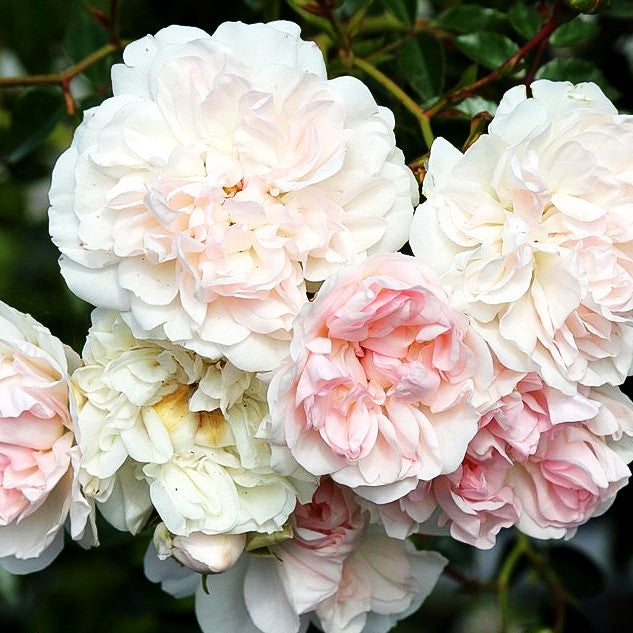 Bodendeckerrose 'Swany' (Rosa BDR III)