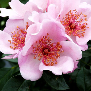 Bodendeckerrose 'Sweet Pretty' (Rosa BDR IV)