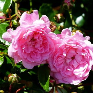 Bodendeckerrose 'The Fairy' (Rosa BDR II)