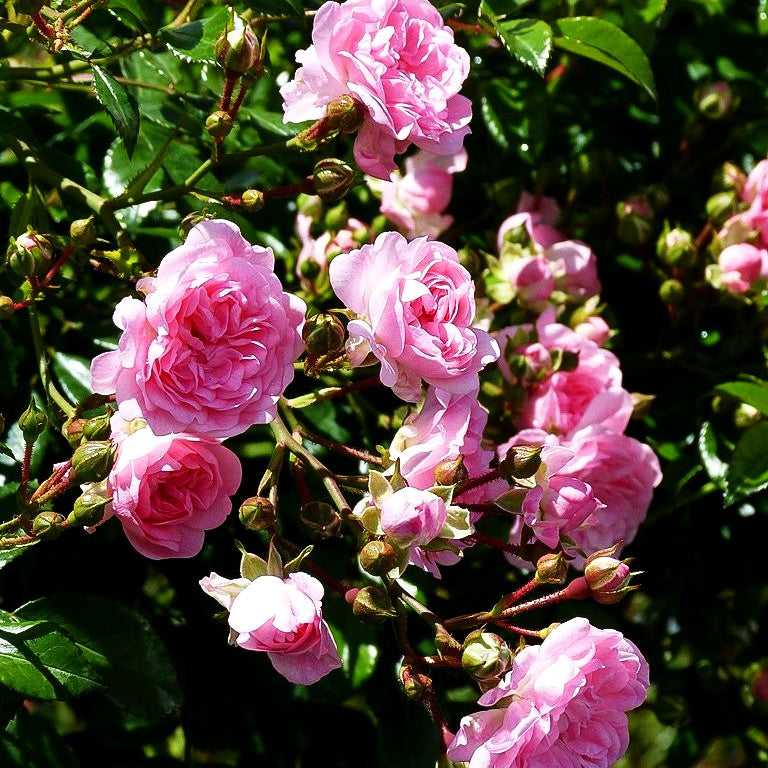 Bodendeckerrose 'The Fairy' (Rosa BDR II)