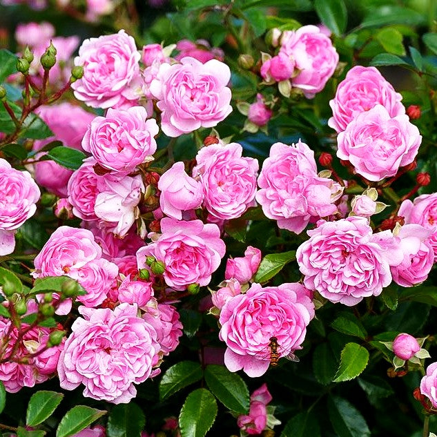 Bodendeckerrose 'The Fairy' (Rosa BDR II)