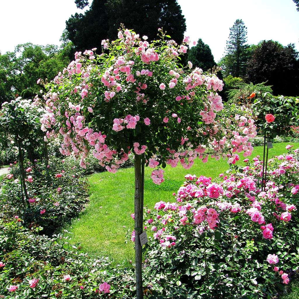 Bodendeckerrose 'The Fairy' (Rosa BDR II)