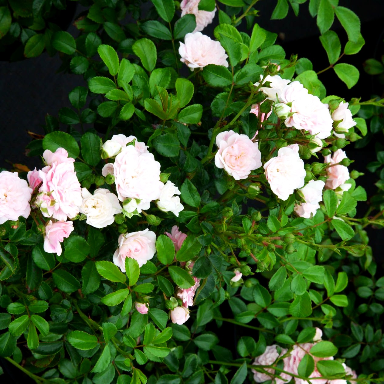 Bodendeckerrose 'The Fairy' (Rosa BDR II)
