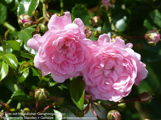 Bodendeckerrose 'The Fairy' 'The Fairy' (Rosa  BDR II)