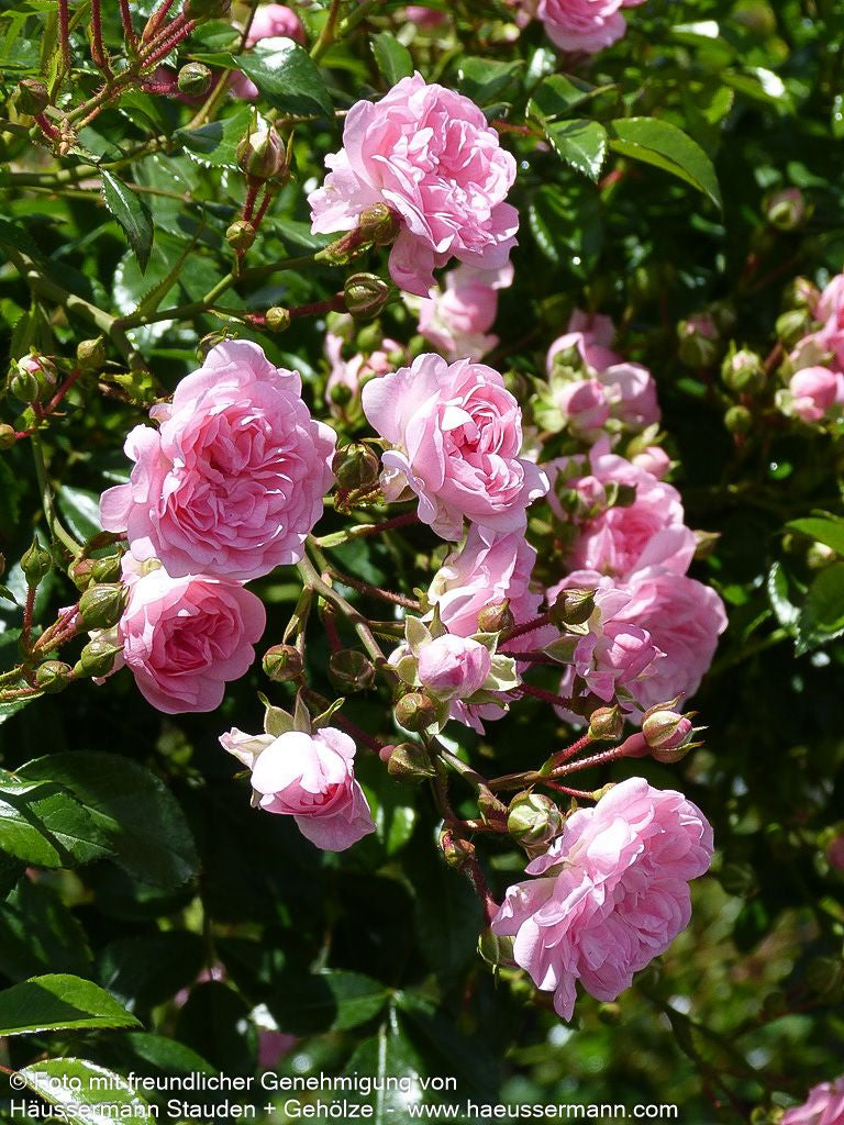 Bodendeckerrose 'The Fairy' 'The Fairy' (Rosa  BDR II)
