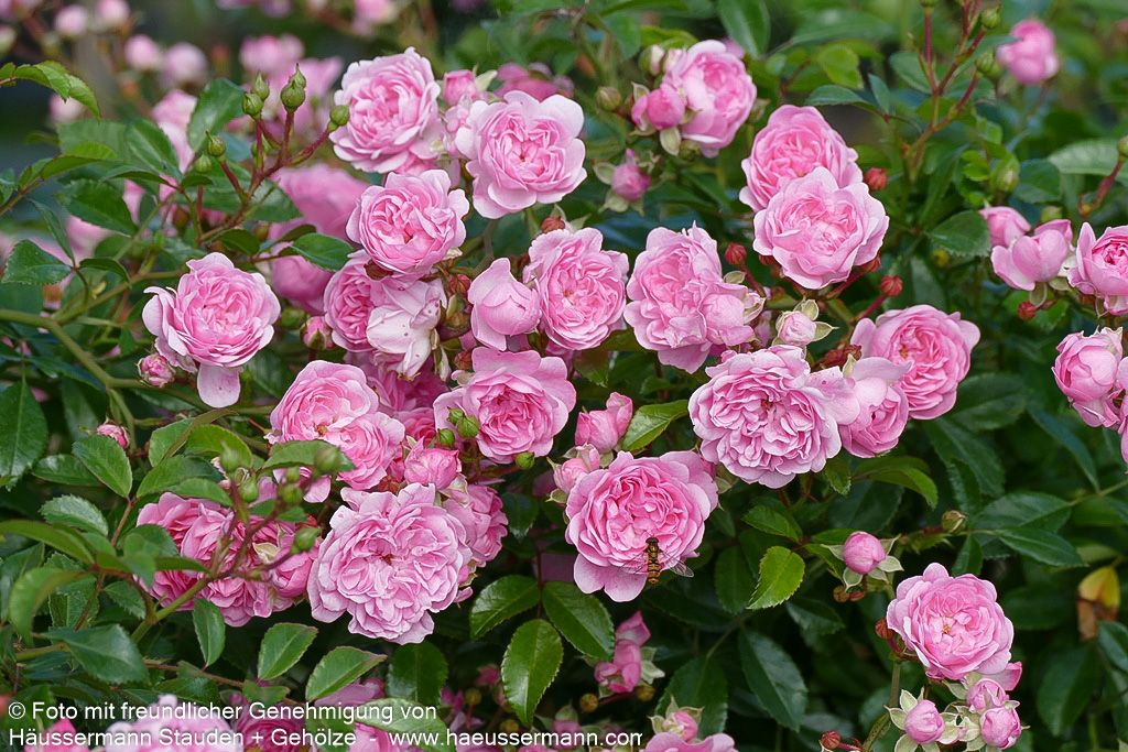 Bodendeckerrose 'The Fairy' 'The Fairy' (Rosa  BDR II)