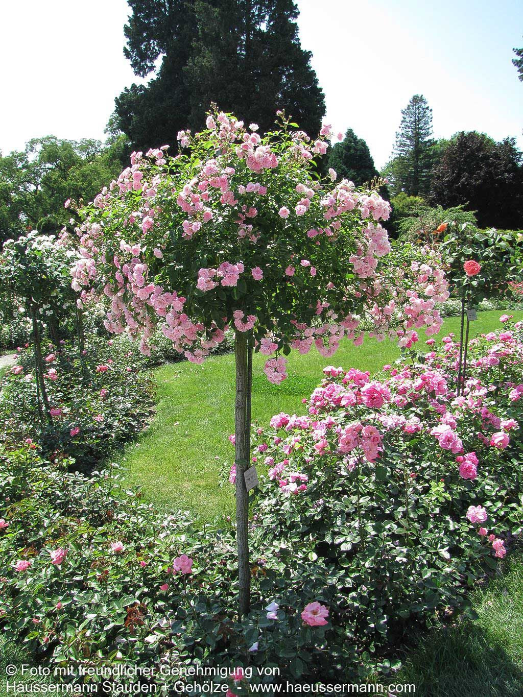 Bodendeckerrose 'The Fairy' 'The Fairy' (Rosa  BDR II)