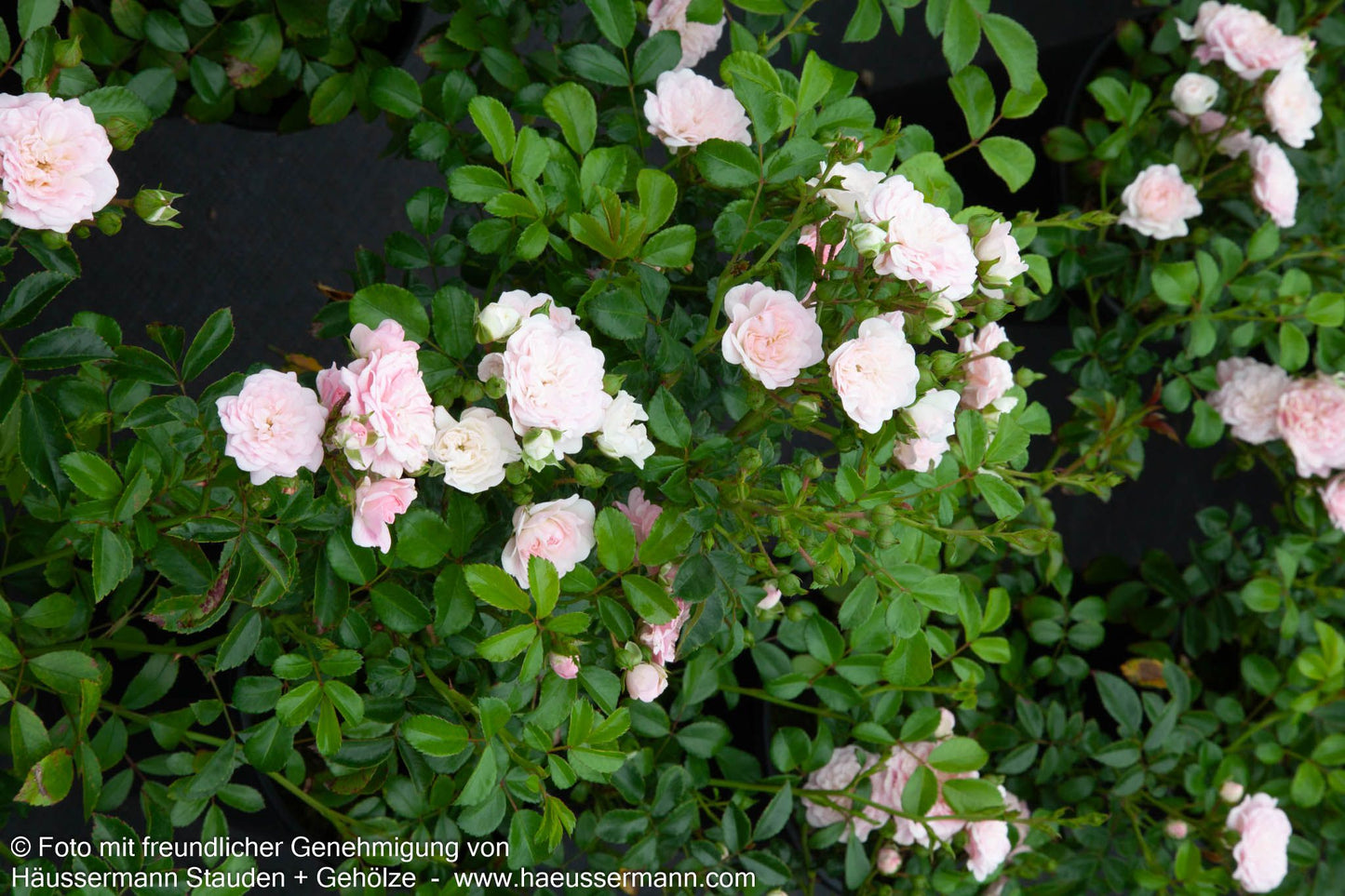 Bodendeckerrose 'The Fairy' 'The Fairy' (Rosa  BDR II)
