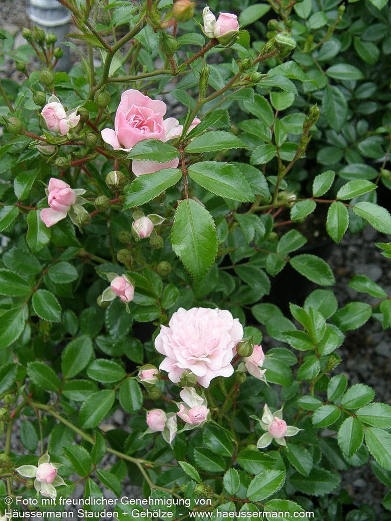Bodendeckerrose 'The Fairy' 'The Fairy' (Rosa  BDR II)