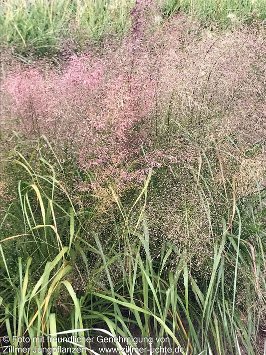 Bogen-Liebesgras 'Bend' (Eragrostis trichodes)