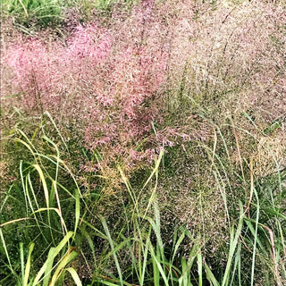 Bogen-Liebesgras 'Bend' (Eragrostis trichodes)