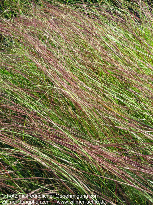Bogen-Liebesgras 'Totnes Burgundy' (Eragrostis curvula)