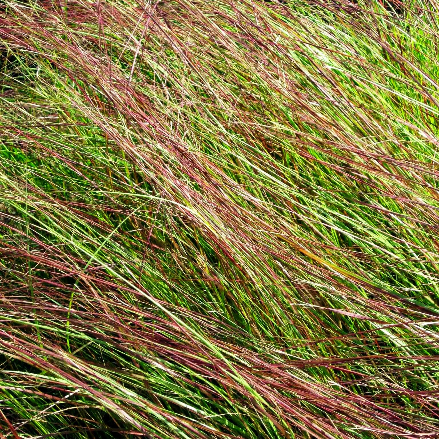 Bogen-Liebesgras 'Totnes Burgundy' (Eragrostis curvula)