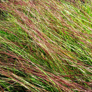 Bogen-Liebesgras 'Totnes Burgundy' (Eragrostis curvula)