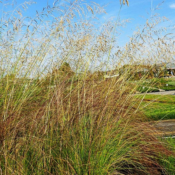 Bogen-Liebesgras 'Totnes Burgundy' (Eragrostis curvula)