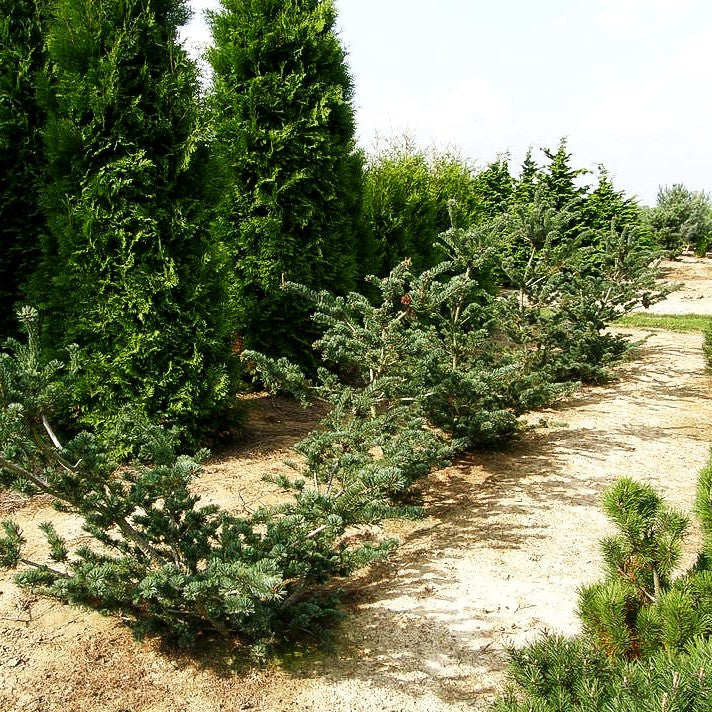 Bonsaiartige Mädchen-Kiefer 'Pentaphylla Glauca' (Pinus parviflora)