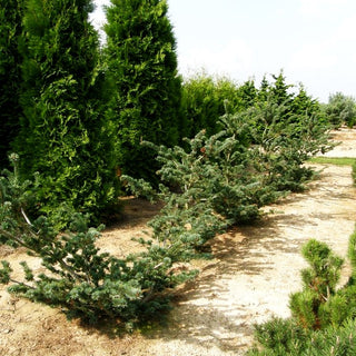 Bonsaiartige Mädchen-Kiefer 'Pentaphylla Glauca' (Pinus parviflora)