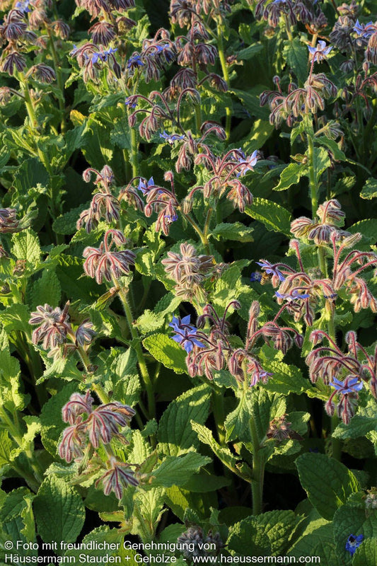 Borretsch (Borago officinalis)
