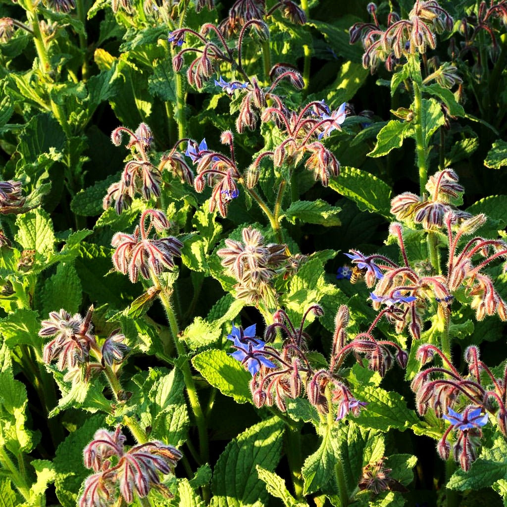 Borretsch (Borago officinalis)