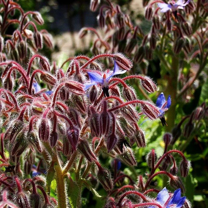 Borretsch (Borago officinalis)