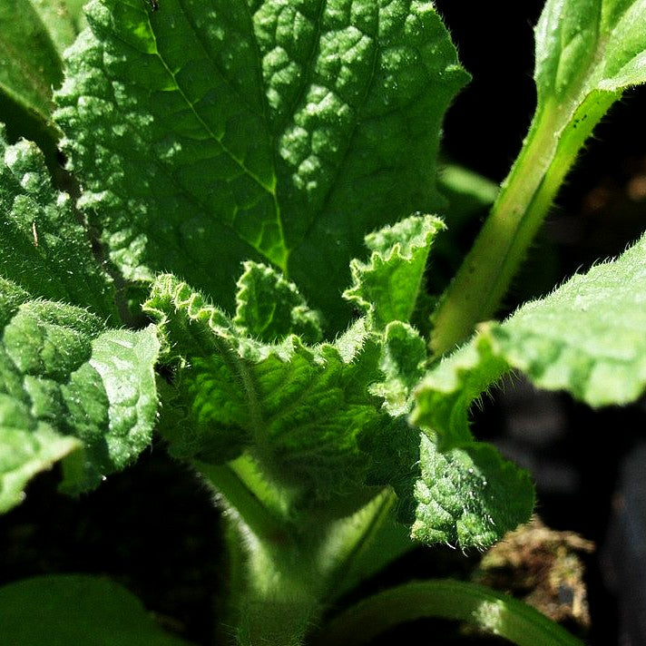 Borretsch (Borago officinalis)