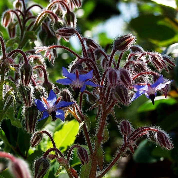Borretsch (Borago officinalis)