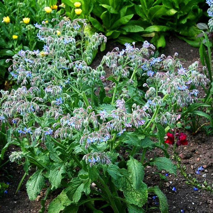 Borretsch (Borago officinalis)