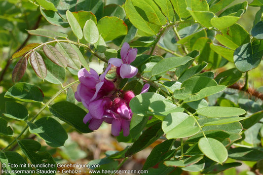Borstige Robinie 'Macrophylla' (Robinia hispida)