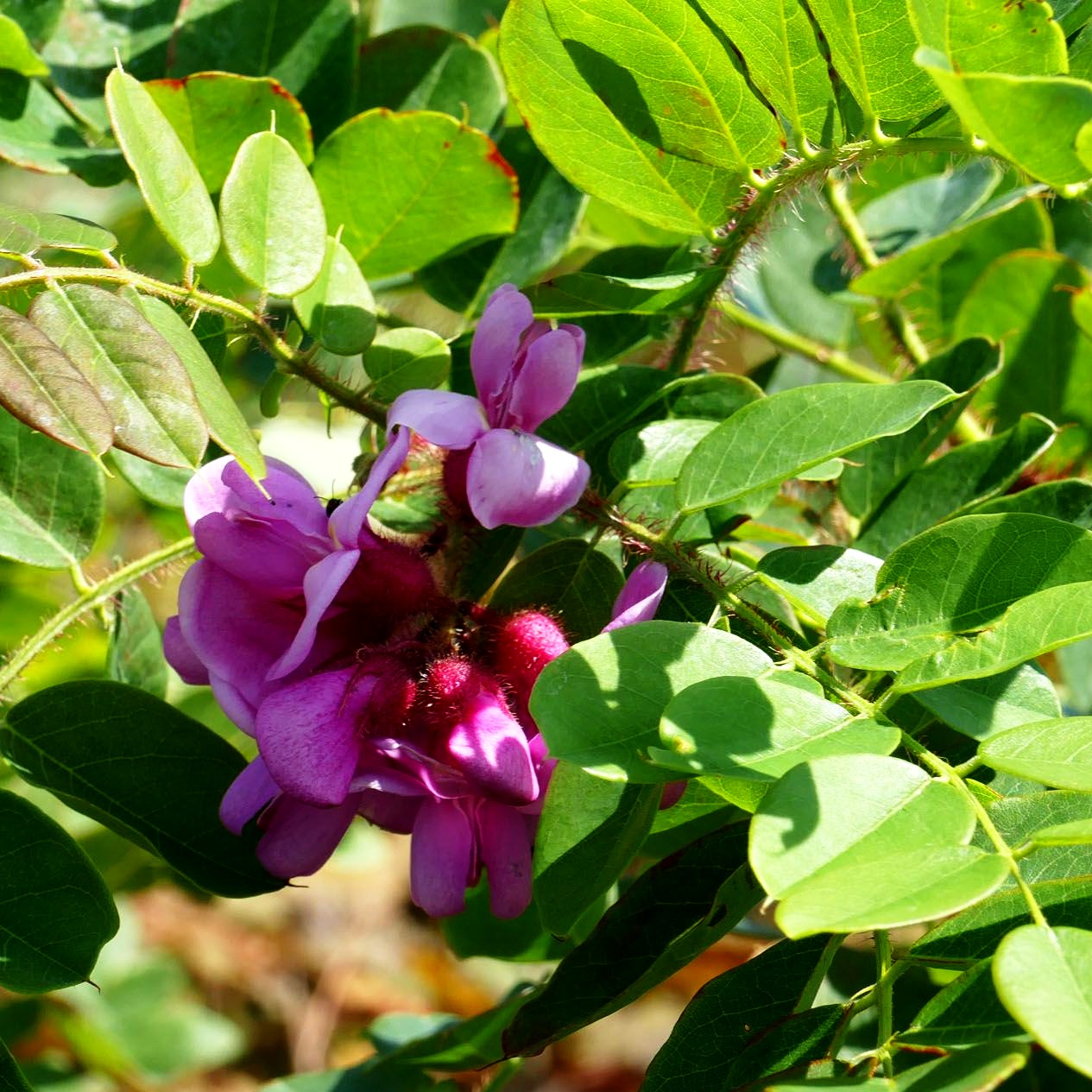 Borstige Robinie 'Macrophylla' (Robinia hispida)