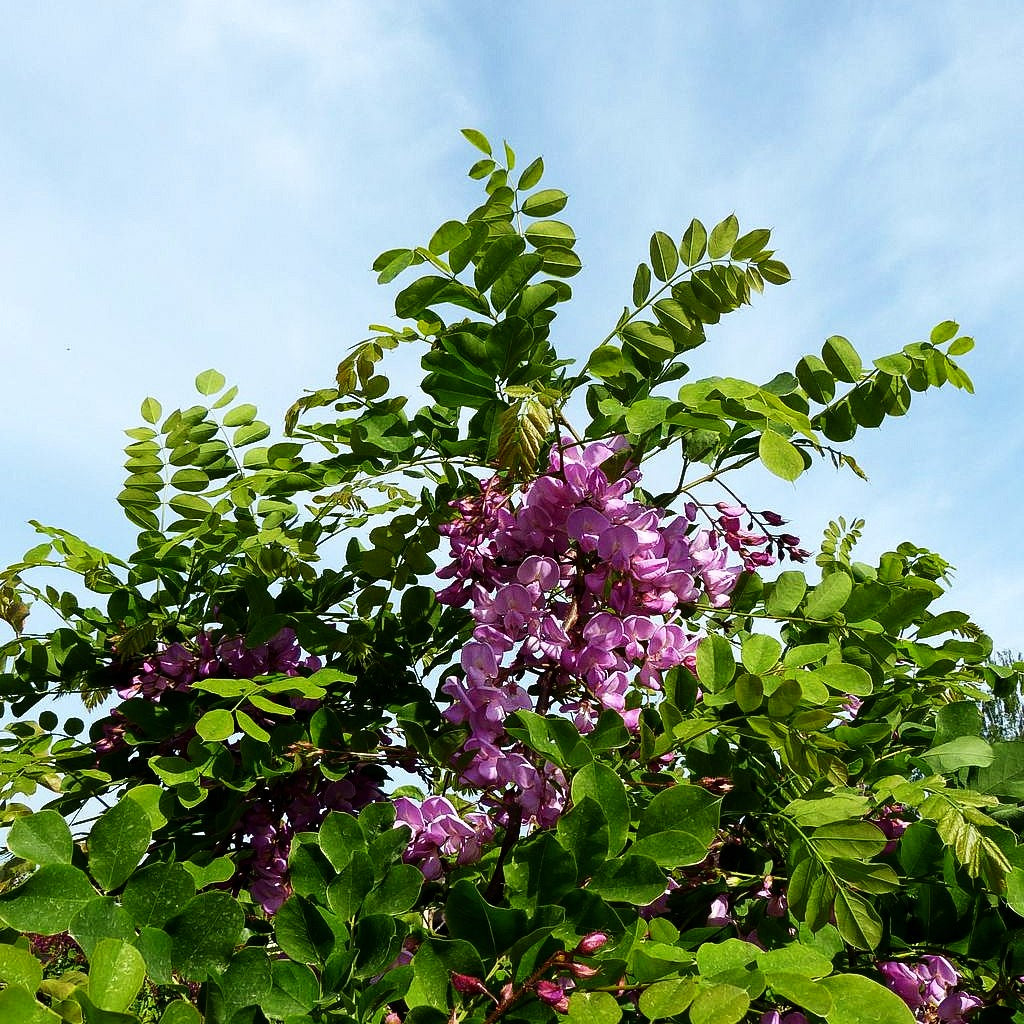 Borstige Robinie 'Macrophylla' (Robinia hispida)