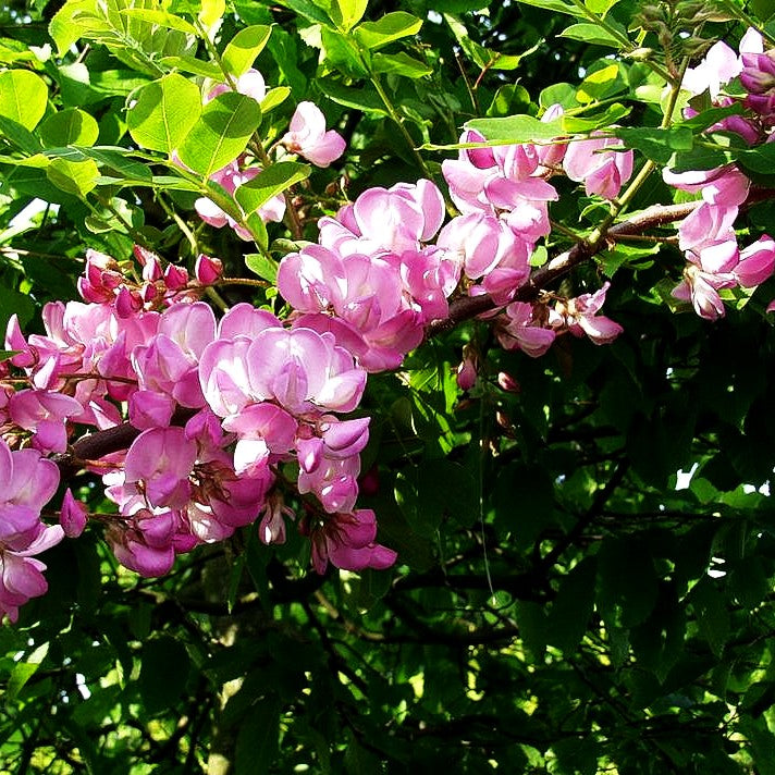 Borstige Robinie 'Macrophylla' (Robinia hispida)