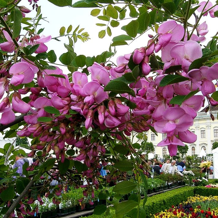 Borstige Robinie 'Macrophylla' (Robinia hispida)
