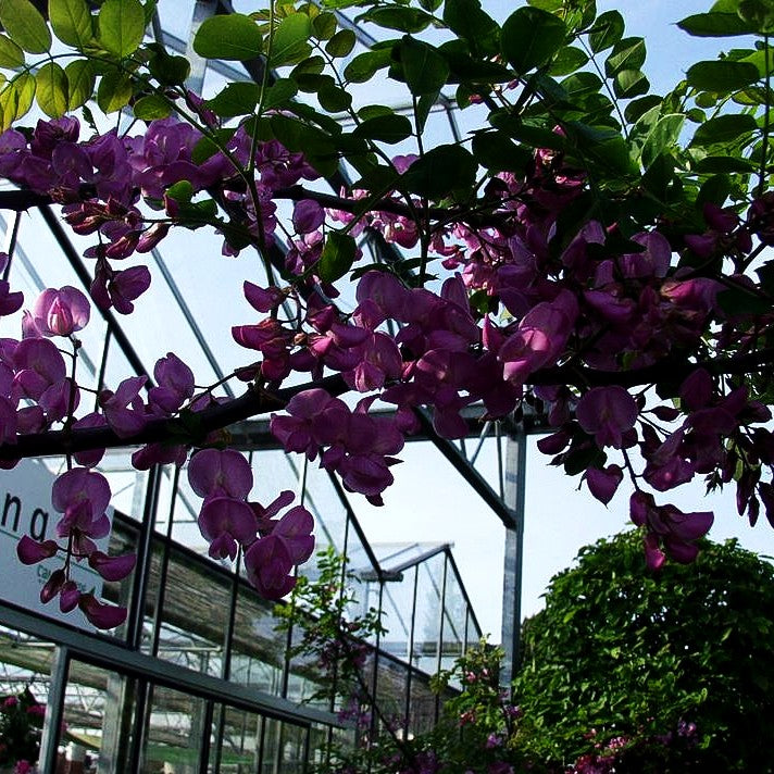 Borstige Robinie 'Macrophylla' (Robinia hispida)