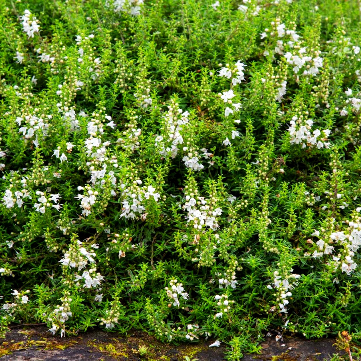 Bosnisches Bohnenkraut (Satureja spicigera)