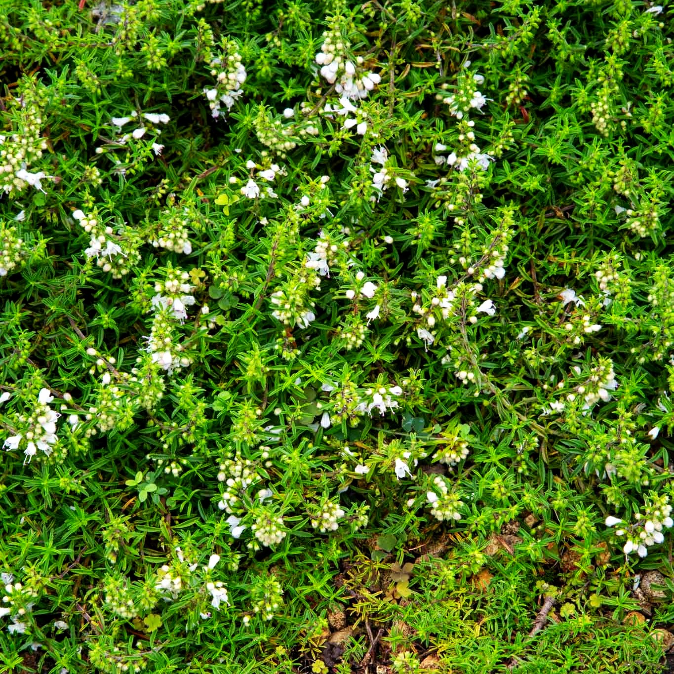 Bosnisches Bohnenkraut (Satureja spicigera)