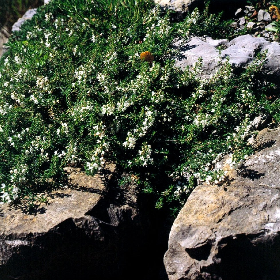 Bosnisches Bohnenkraut (Satureja spicigera)