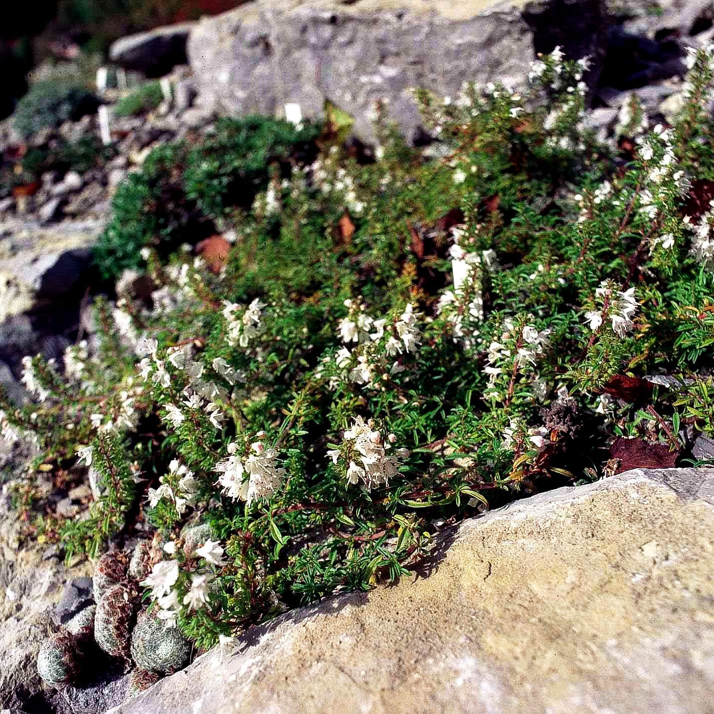 Bosnisches Bohnenkraut (Satureja spicigera)
