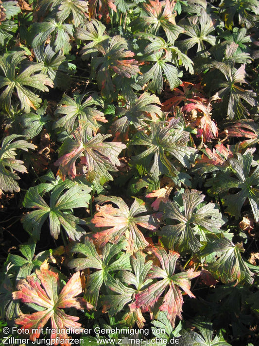 Braunblättriger Storchschnabel 'Espresso' (Geranium maculatum)