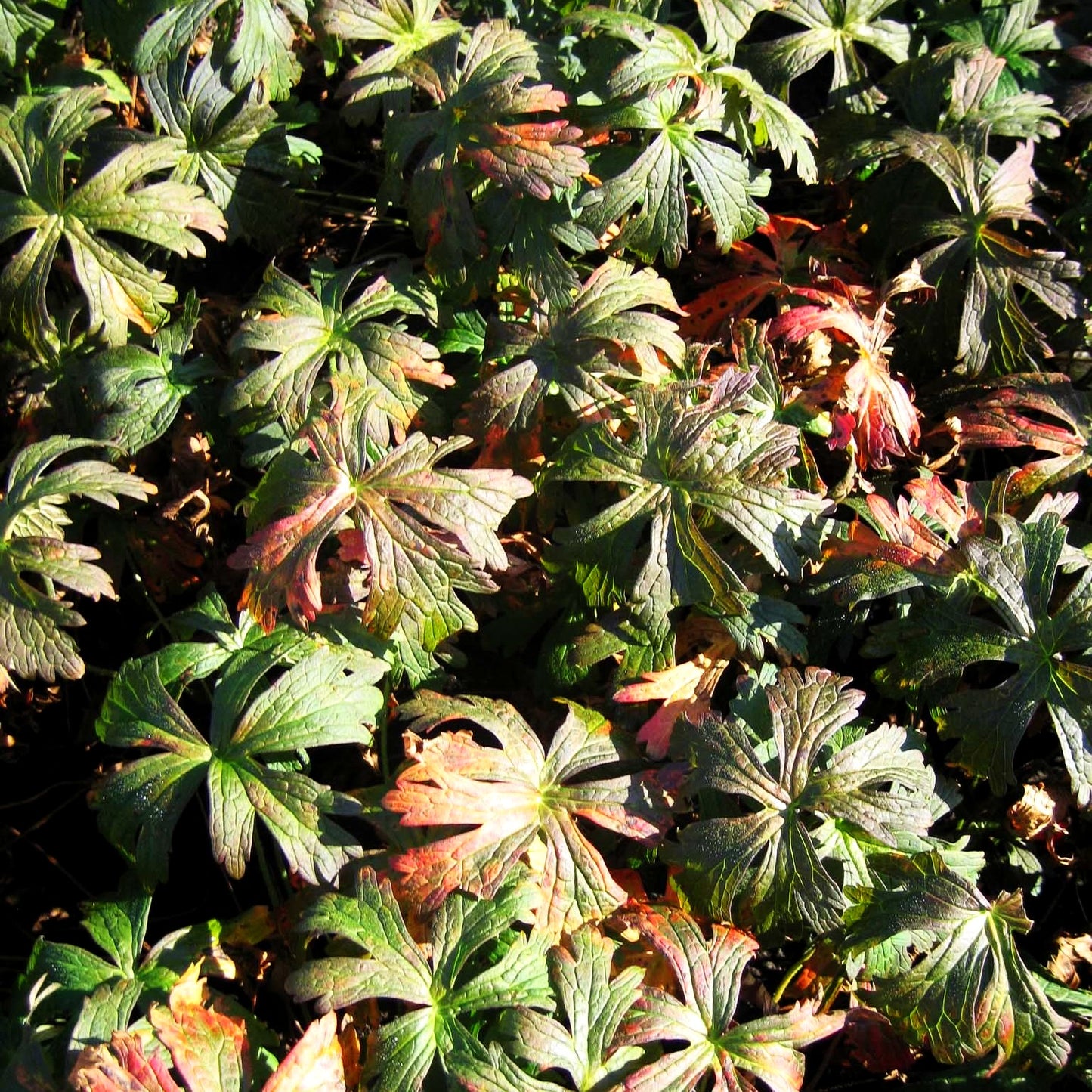 Braunblättriger Storchschnabel 'Espresso' (Geranium maculatum)