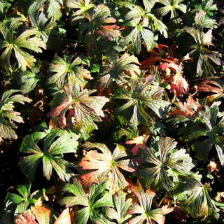 Braunblättriger Storchschnabel 'Espresso' (Geranium maculatum)